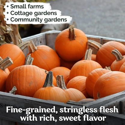 KVITER 50 Sugar Pumpkin Seeds Organic (Cucurbita Pepo) – Small Pumpkin Heirloom Seed, Sweet Fine-Grained Flesh for Canning & Pies – Vegetable Seeds for Planting in Outdoor Garden