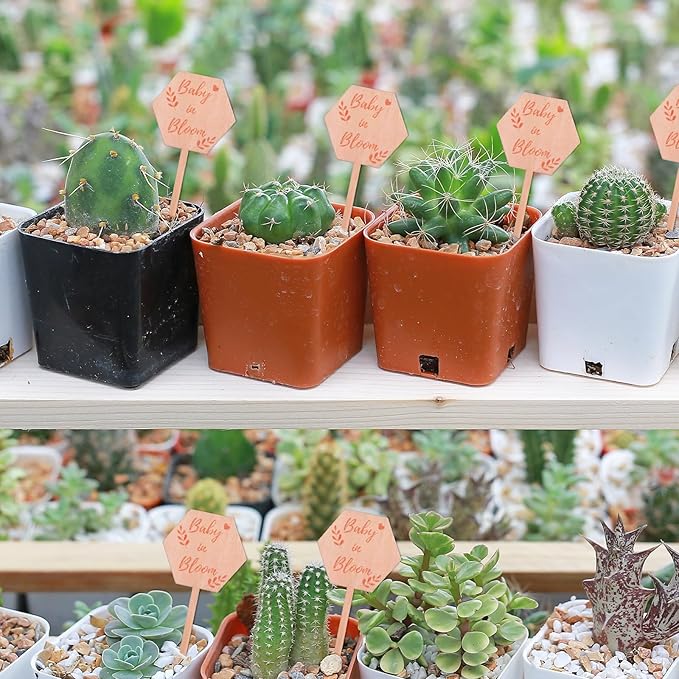 30PCS Baby in Bloom Sign Hexagon Wooden Tags, Succulent Plant Stakes Labels Gifts for Baby Shower Favors Garden Decor, Welcome Gift Markers for Party and Floral Celebration, Succulent Plant Markers