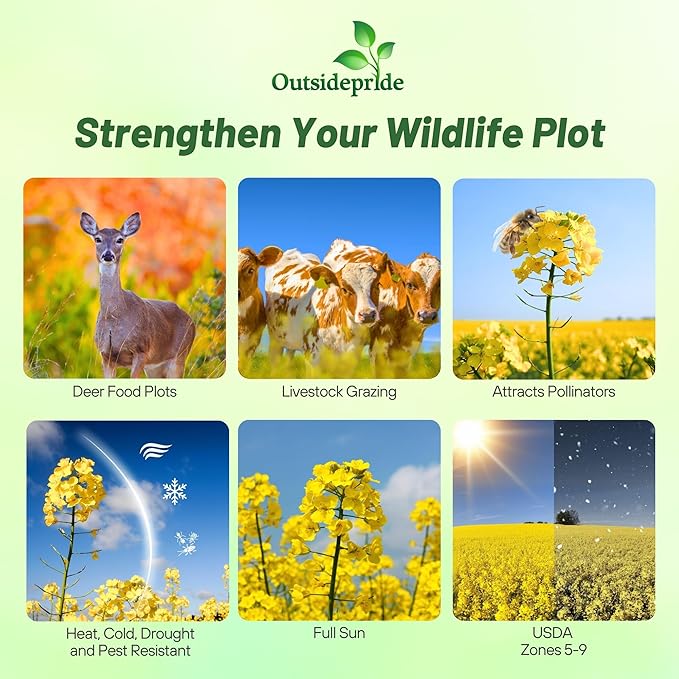 Outsidepride Trophy Forage Rape Seed - 10 Lbs Heat, Cold & Drought-Tolerant Brassica Food Plot Seed, Ideal for for Deer & Livestock Grazing, Fall Planting, Soil Improvement, & Erosion Control