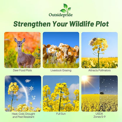 Outsidepride Trophy Forage Rape Seed - 50 Lbs Heat, Cold & Drought-Tolerant Brassica Food Plot Seed, Ideal for for Deer & Livestock Grazing, Fall Planting, Soil Improvement, & Erosion Control