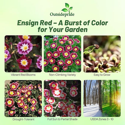 Outsidepride Ensign Red Morning Glory Seeds - 2000 Pcs. Annual, Dwarf Mounding Flower Seeds for Planting Trumpet-Shaped Tricolored Blooms, Ideal for Garden Boxes, Beds & Containers
