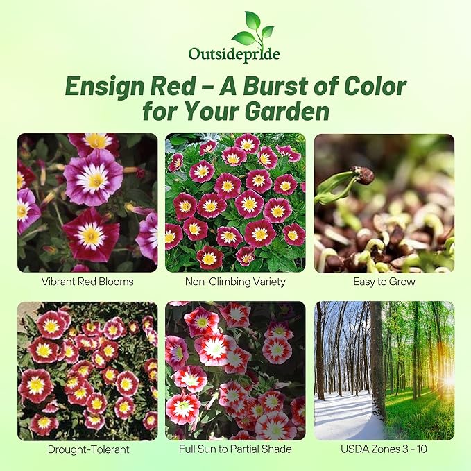 Outsidepride Ensign Red Morning Glory Seeds - 1000 Pcs. Annual, Dwarf Mounding Flower Seeds for Planting Trumpet-Shaped Tricolored Blooms, Ideal for Garden Boxes, Beds & Containers