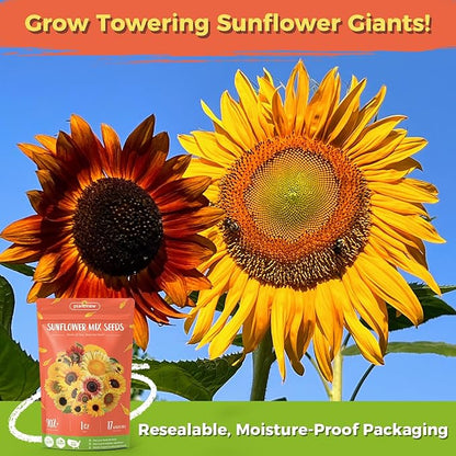 Sunflower Seeds for Planting | Giant Mammoth Sunflower Bulk Packet 3000+ Heirloom Seeds | High Germination, Open Pollinated Sunflower Seeds to Plant for Home Garden, Outdoors & Attracts Pollinators