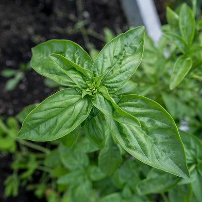 Plant Good Seed Organic Genovese Basil Seeds for Planting: Perennial Herb, Green Leaves - 200 Seed Packet
