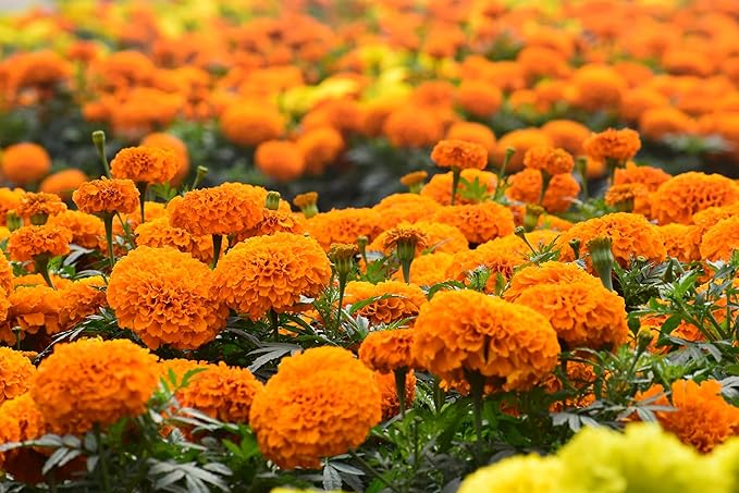 NatureZ Edge, Marigold Seeds for Planting Outdoors, 1 Ounce 10,000 Seed, Hawaiian and Cracker Jack Marigold Seeds, Made in USA, Companian Gardening Flower