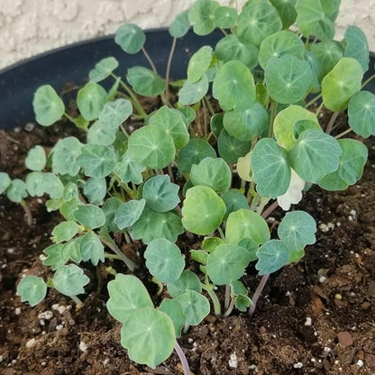 Seed Needs Nasturtium Seeds for Planting Jewel Blend - Heirloom Untreated & Open Pollinated Annual Wildflowers - Edible Mixed Flowers to Plant a Butterfly Garden (1 Pack)