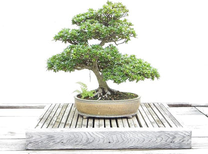 Bamboo Bonsai Plant Potting Soil Mix (3 Cups / 1 Quart), Perlite & Peat Moss