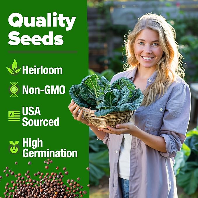 HOME GROWN Non GMO Collard Greens Georgia Southern - 300 High Germination Heirloom Seeds for Planting in Your Vegetable Garden (Brassica oleracea)