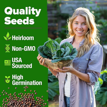 HOME GROWN Non GMO Collard Greens Georgia Southern - 300 High Germination Heirloom Seeds for Planting in Your Vegetable Garden (Brassica oleracea)