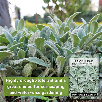 Sow Right Seeds - Lambs Ear Seeds for Planting - Non-GMO Heirloom Packet with Instructions to Grow an Outdoor Flower Garden - Wooly Silver Leaves, Perennial Foliage - Stachys for Rock Gardens (4)