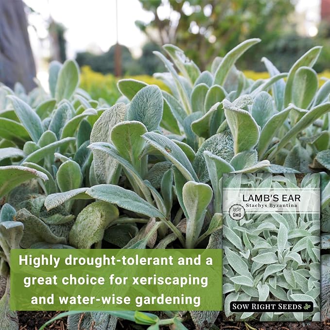 Sow Right Seeds - Lambs Ear Seeds for Planting - Non-GMO Heirloom Packet with Instructions to Grow an Outdoor Flower Garden - Wooly Silver Leaves, Perennial Foliage - Stachys for Rock Gardens (2)