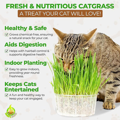 Todd's Seeds Wheatgrass Seeds; Hard Red Winter Wheat, Non-GMO, Chemical Free, High Germination (5 Pounds)