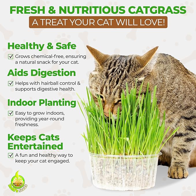 Todd's Seeds Wheatgrass Seeds; Hard Red Winter Wheat, Non-GMO, Chemical Free, High Germination (10 Pounds)