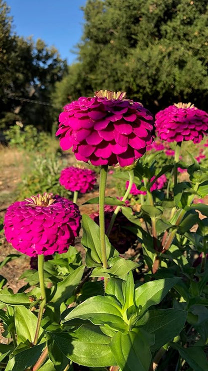 Plant Good Seed Organic Benary's Giant Purple Zinnia Seeds for Planting: Heat Tolerant Summer Flower, Large Purple Blossoms - 100 Seed Packet