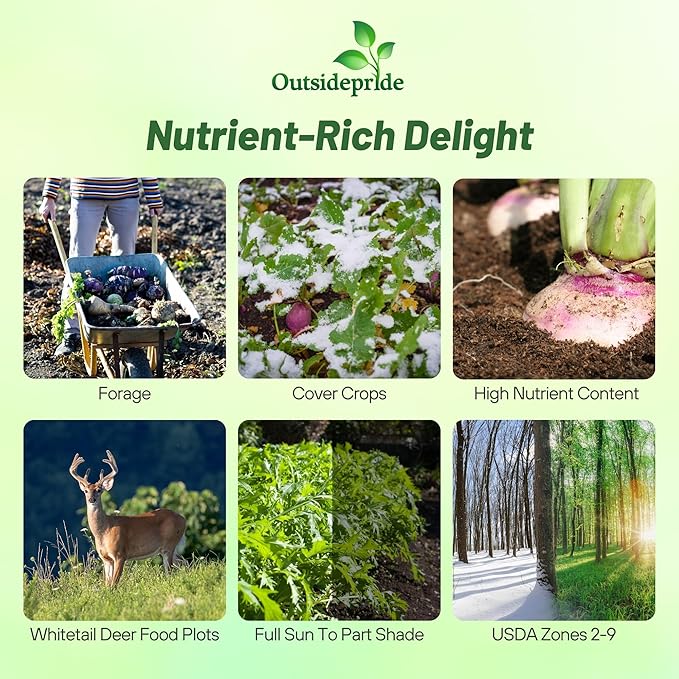 Outsidepride Purple Top Turnip Seeds - 50 Lbs High-Yield, High Protein Turnip Seed, Ideal Cover Crop, for Forage, Grazing Livestock, High Energy Deer Food Plot & Soil Improvement