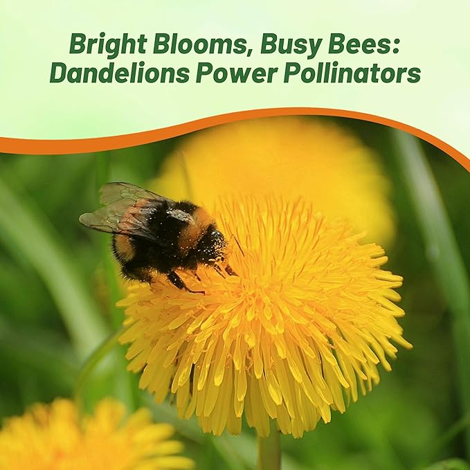 Outsidepride Dandelion Seeds for Planting - 5,000 Seeds Perennial, Easy to Grow & Drought Tolerant, Taraxacum Officinale Herb Seeds with Yellow Blooms for Edible Landscaping & Wildlife Attraction