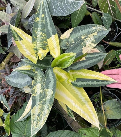 Nutricote 18-6-8 (180 Day) Time Release Fertilizer for Orchids, Aroids and Tropicals. Resealable Packaging with Scoop Included (1 Pound)