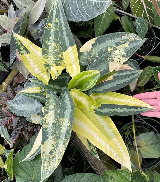 Peter’s 20-20-20. 1/2 Pound. General Purpose Water Soluble Fertilizer with Micro Nutrients.