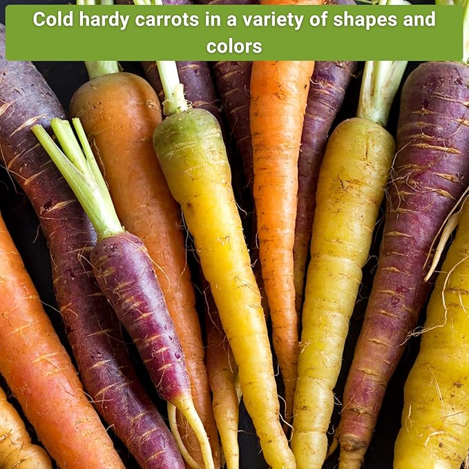 Sow Right Seeds - Carrot Seed Collection for Planting - Rainbow, Nantes, Imperator, Parisian and Kuroda Varieties - Non-GMO Heirloom Packet - Plant and Grow Your Outdoor Home Vegetable Garden
