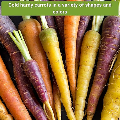 Sow Right Seeds - Carrot Seed Collection for Planting - Rainbow, Nantes, Imperator, Parisian and Kuroda Varieties - Non-GMO Heirloom Packet - Plant and Grow Your Outdoor Home Vegetable Garden