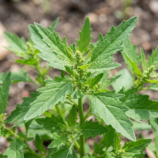500 Epazote Seeds – Semilla de Epazote (Chenopodium ambrosioides) Mexicano Heirloom Herb Seeds for Planting – Outdoor Garden & Containers – High Germination Rate