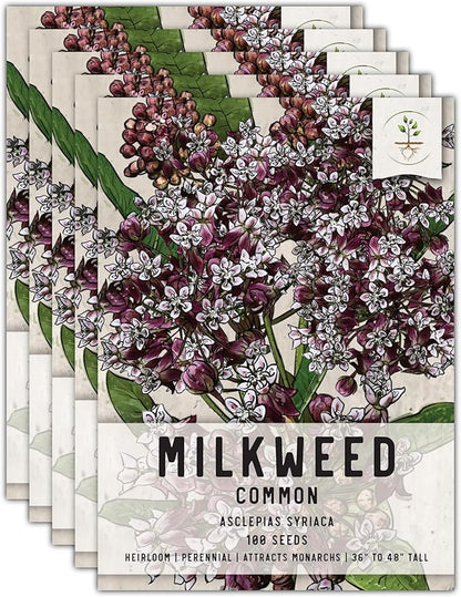 Seed Needs, Pink Common Milkweed Seeds - 100 Heirloom Seeds for Planting Asclepias syriaca - Perennial Flowers to Attract Monarch Butterflies & Other Pollinators (5 Packs)