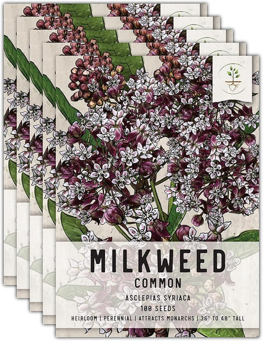 Seed Needs, Pink Common Milkweed Seeds - 100 Heirloom Seeds for Planting Asclepias syriaca - Perennial Flowers to Attract Monarch Butterflies & Other Pollinators (5 Packs)