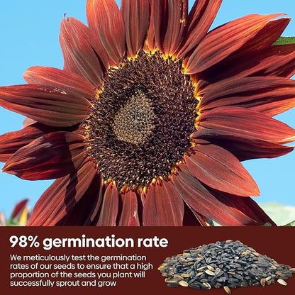 Chocolate Cherry Sunflower Seeds, 6-8 FT Giant Burgundy Black Sunflower, 80+ Helianthus Annuus Seeds, Non-GMO | Heirloom | High Germination | Attracts Pollinators