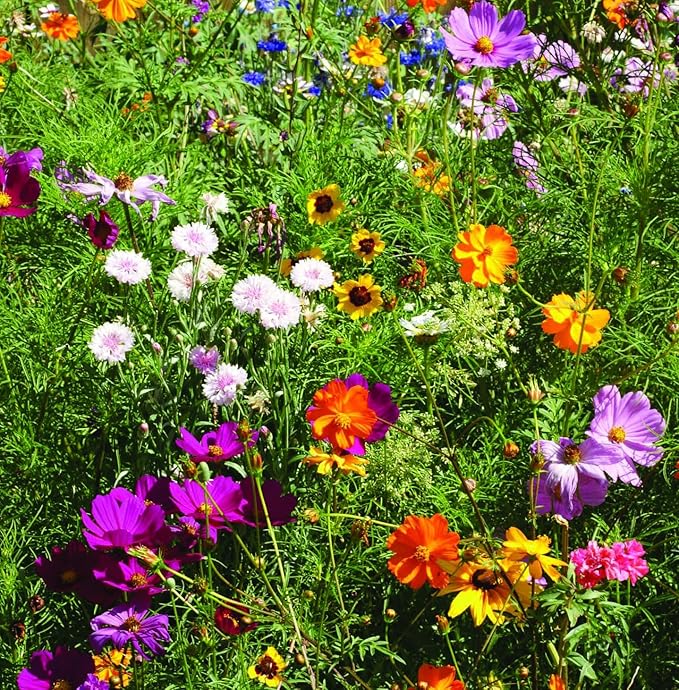 Love Bouquet Wildflower Packets, 25 Packets for Planting - Garden Seeds to Grow Live Plants - A Beautiful Valentines Gift - Bentley Seed Co.