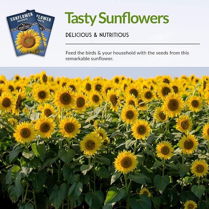 Mammoth Sunflower Seeds for Planting | Giant 12 ft Plants with Edible Seed Harvest – Heirloom Non-GMO – Survival Garden Seeds (1 Pack)