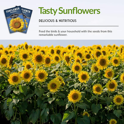Mammoth Sunflower Seeds for Planting | Giant 12 ft Plants with Edible Seed Harvest – Heirloom Non-GMO – Survival Garden Seeds (1 Pack)