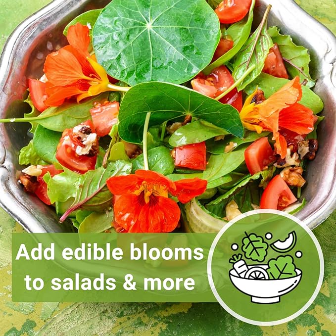 Sow Right Seeds - Bulk Jewel Mix Nasturtium Seeds for Planting - Non-GMO Heirloom Jumbo Pack - Versatile Nasturtiums Seeds for Containers & Borders - Easy-to-Grow Flowers - Ideal for Mass Planting