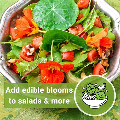 Sow Right Seeds - Bulk Jewel Mix Nasturtium Seeds for Planting - Non-GMO Heirloom Jumbo Pack - Versatile Nasturtiums Seeds for Containers & Borders - Easy-to-Grow Flowers - Ideal for Mass Planting