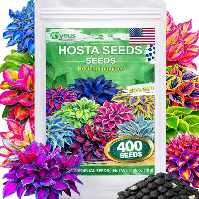 Hosta Seeds 400+ Pcs - Colorful Mixed Shade - Loving Perennial Flower Seeds for Planting, Beautiful Foliage Plants for Garden Borders, Shade Gardens & Containers, Easy to Grow