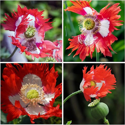 Seed Needs Danish Flag Poppy Seeds for Planting - Heirloom & Open Pollinated Annual Flowers - Attracts Pollinators/Butterflies to a Butterfly Garden (2 Packs)
