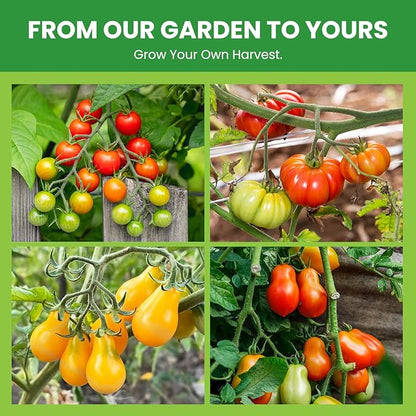 10 Pack Heirloom Tomato Seeds Variety Pack -5000+ Non-GMO Garden Seeds for Planting Outdoors & Indoor Home Gardening Gift, Cherry, Yellow Pear Tomatoes & More