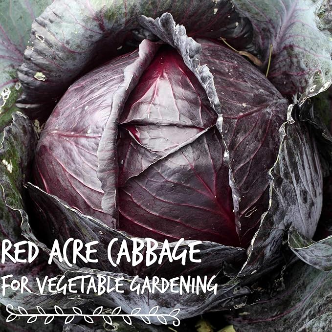 Red Acre Cabbage Microgreens & Sprouting Seeds – 4 Oz – Non-GMO, Chemical-Free – High-Germination Seeds for Nutritious Microgreens, Sprouts, Hydroponic Growing, and Indoor Gardening