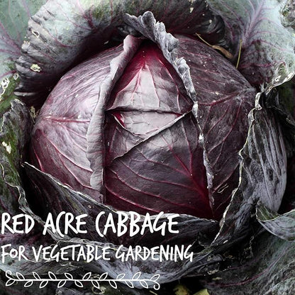 Red Acre Cabbage Microgreens & Sprouting Seeds – 4 Oz – Non-GMO, Chemical-Free – High-Germination Seeds for Nutritious Microgreens, Sprouts, Hydroponic Growing, and Indoor Gardening