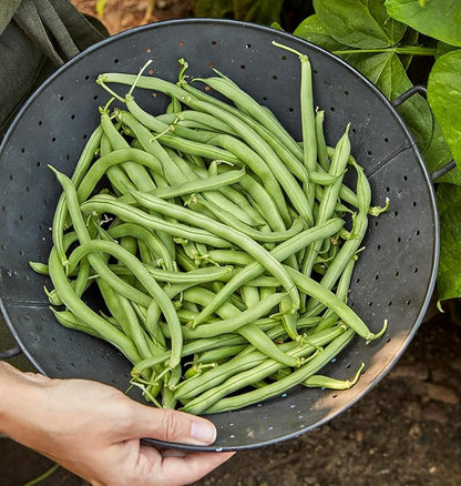 Burpee Blue Lake 274 Bush Bean Seeds 2 ounces of seed