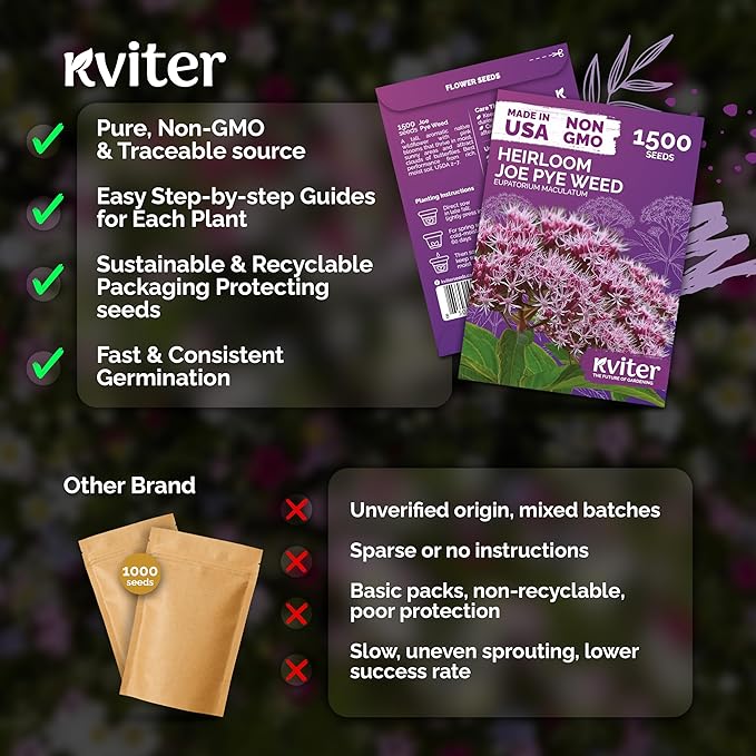 KVITER 1500 Joe Pye Weed Seeds (Eupatorium Maculatum) - Spotted Joe Pye Weed, Pink, Aromatic Wildflower, Butterfly Magnet - Perennial Flower Seeds in Seed Packets for Outdoor Flower Gardens