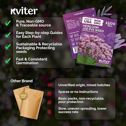 KVITER 1500 Joe Pye Weed Seeds (Eupatorium Maculatum) - Spotted Joe Pye Weed, Pink, Aromatic Wildflower, Butterfly Magnet - Perennial Flower Seeds in Seed Packets for Outdoor Flower Gardens