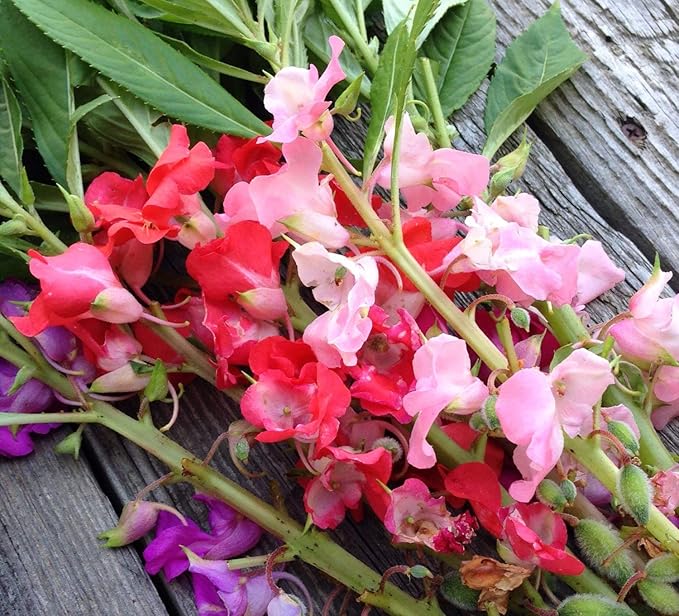 Seeds Balsam Camellia Flowered Mix - Impatiens balsamina - Annual Flowers for Planting - GMO Free