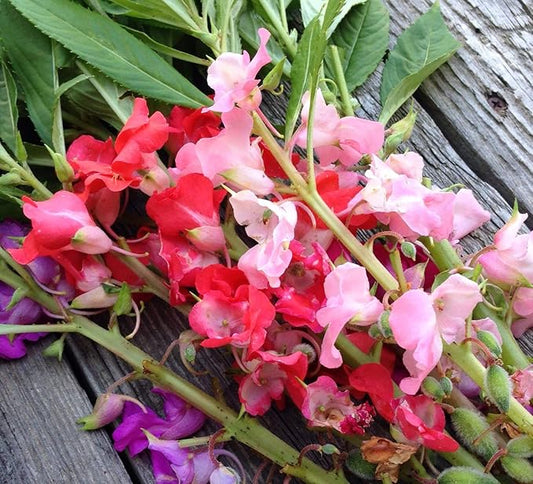 Seeds Garden Balsam Mix Annual Flowers for Planting