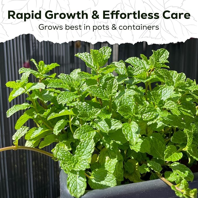 Mint Seeds for Planting - 3500 Spearmint Seeds, Non-GMO & Heirloom Perennial Herb Seeds for Indoor/Outdoor Herb Garden, Tea, Cocktails (1 Pack)