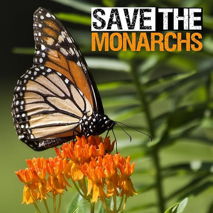 Seed Needs Orange Butterfly Milkweed Seeds for Planting - Heirloom & Untreated - Grow a Butterfly Garden to Attract Monarch Butterflies & Pollinators (5 Packs)