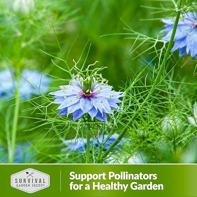 Survival Garden Seeds Black Cumin Seed for Planting - 2 Packets with Instructions to Plant and Grow Beneficial Nigella Sativa Plants in Your Home Vegetable Garden - Non-GMO Heirloom