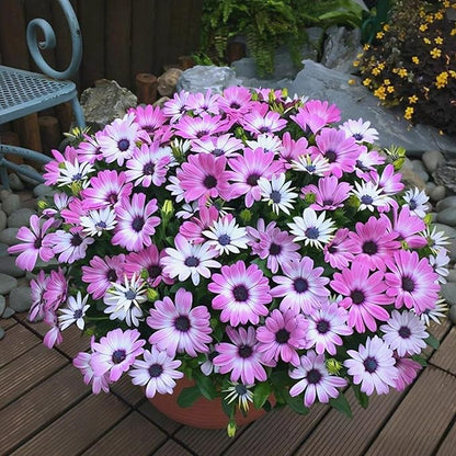 African Daisy Seeds for Planting, 148pcs Osteospermum Daisy Seeds Non-GMO Heirloom Perennial Rare Colorful Flower Plants, Open Pollinated Beauty Home Garden Flowers for Outdoors