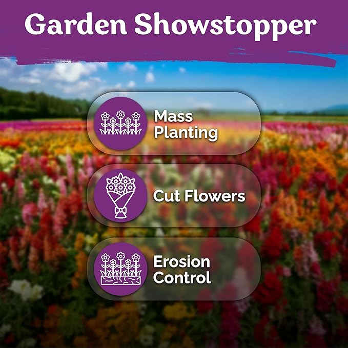 1500 Mix Tetra Snapdragon Seeds (Antirrhinum Majus) & 5500 Mix Dwarf Fairy Bouquet Snapdragon Seeds (Linaria Maroccana) – Heirloom & Organic Flower Garden Seeds, Cut Flower Seeds for Planting