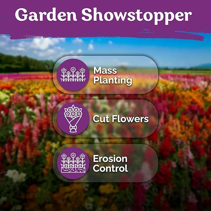 1500 Mix Tetra Snapdragon Seeds (Antirrhinum Majus) & 5500 Mix Dwarf Fairy Bouquet Snapdragon Seeds (Linaria Maroccana) – Heirloom & Organic Flower Garden Seeds, Cut Flower Seeds for Planting