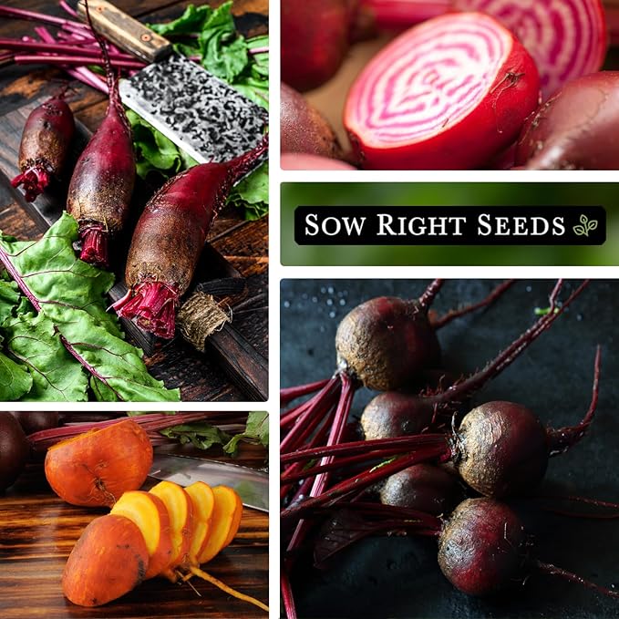 Sow Right Seeds - Beet Seeds for Planting - Detroit Dark Red, Golden Globe, Chioggia & Cylindra Varieties - Non-GMO Heirloom Seeds to Plant Home Vegetable Garden - Great Gift for Friends and Family